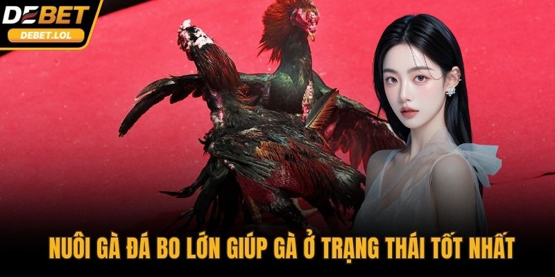 Áp dụng kỹ thuật nuôi gà đá bo lớn giúp gà ở trạng thái tốt nhất