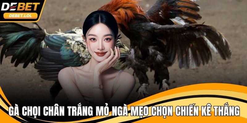 Gà chọi chân trắng mỏ ngà