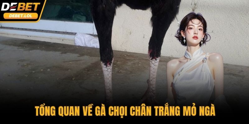 Tổng quan về gà chọi chân trắng mỏ ngà